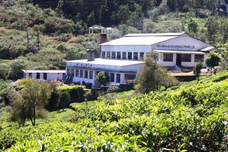 Tea factory and tea fields