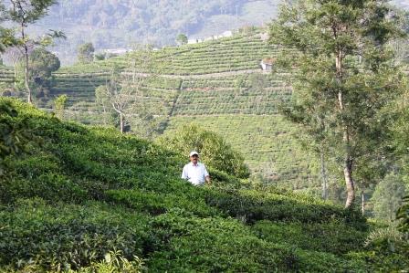 Badaga small grower in his field